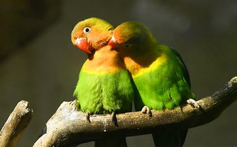 南歌子·手里金鹦鹉原文及赏析