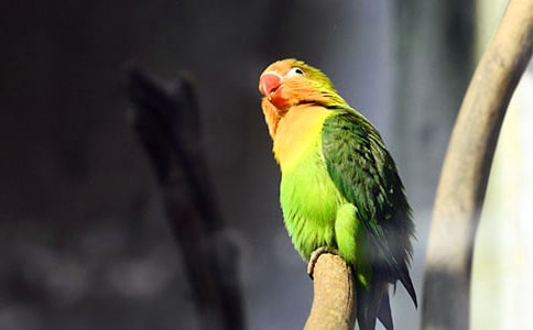 ��������ɽͤ����ԭ�ġ�����ע�ͼ�����