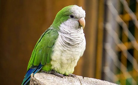 鹦鹉赋原文及赏析