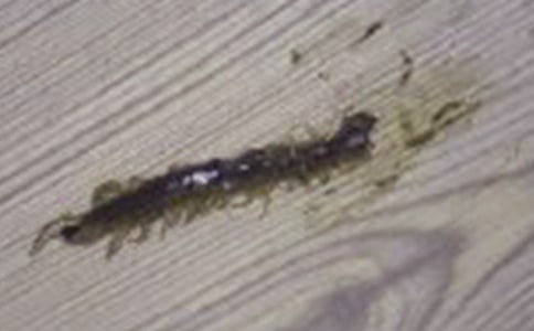 蜈蚣爬大班教案