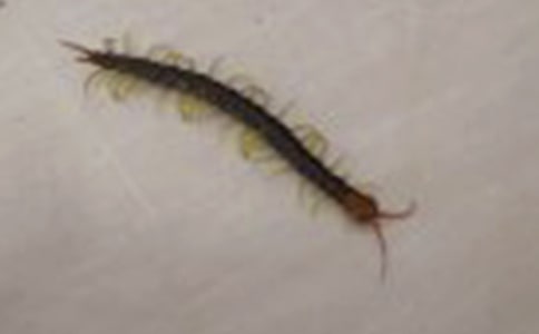 蜈蚣走路活动反思