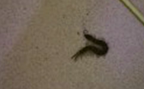 ���Ÿĸﴴ�µĶ������