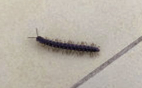 ���Ĺ�Ч�����ü�ʳ�÷���