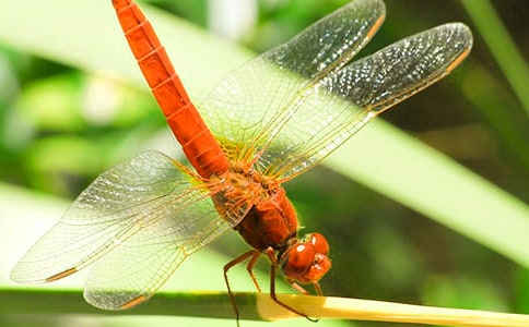 ���ѻ��˼