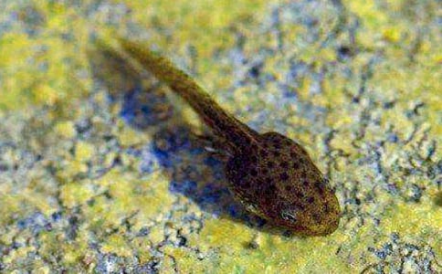 《小蝌蚪找妈妈》优秀教案