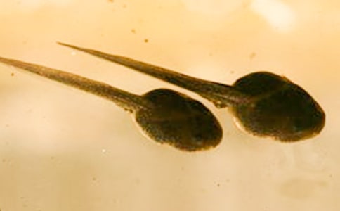 ��С��������衷�̰������š�