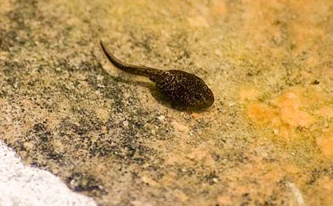 小蝌蚪找妈妈教案【推荐】