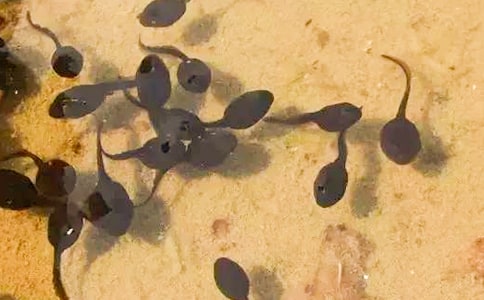 �й�С���������̰�ģ��ϼ�ʮƪ