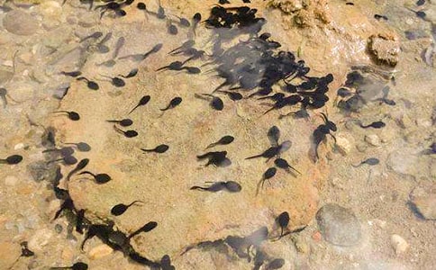 ���Ƽ���С���������̰�