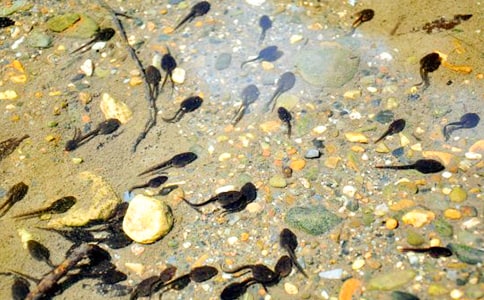 С����������а�̰�