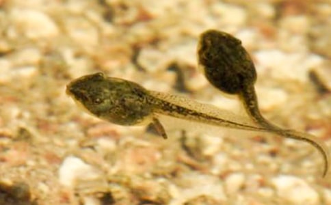 С�������������̰�