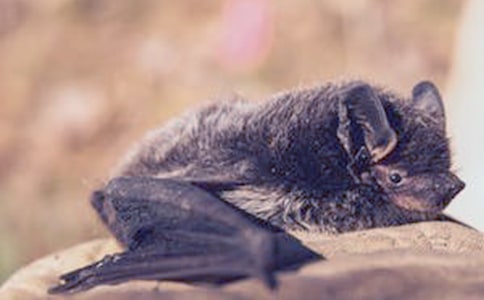 ����������״�̰����Ļ����ƪ