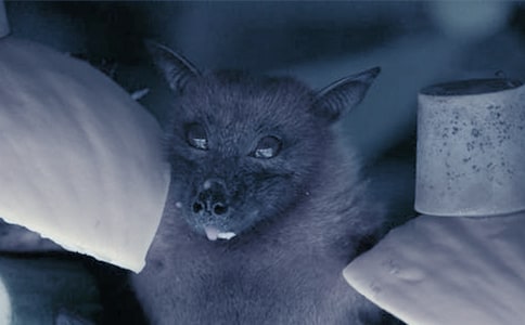 ������״�̰�