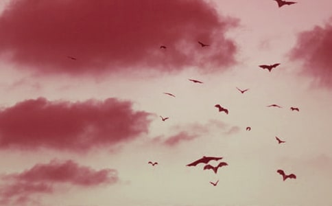 精选蝙蝠和雷达教案三篇