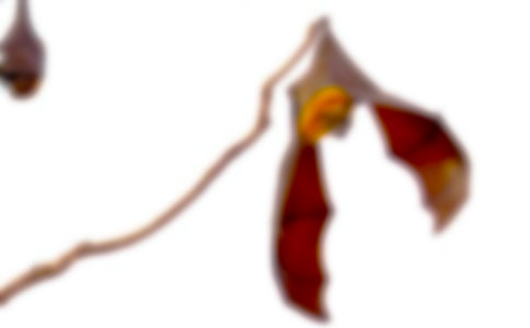 ������״�̰�������ƪ