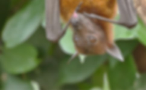 ����������״�̰�������ƪ