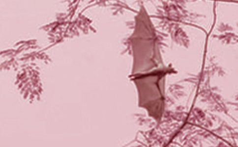 蝙蝠和雷达教案模板锦集7篇