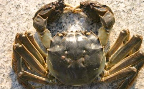 大班语言螃蟹的奇遇教案