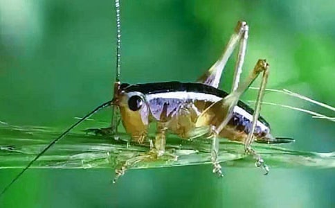 齐天乐·蟋蟀原文及赏析