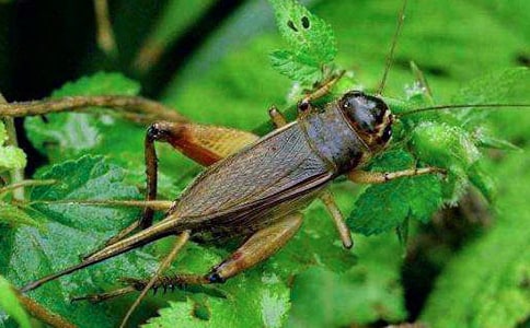 �����סլ���̰�(15ƪ)