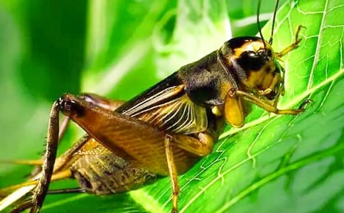 《蟋蟀的住宅》教案14篇