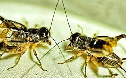 �����סլ���̰�����