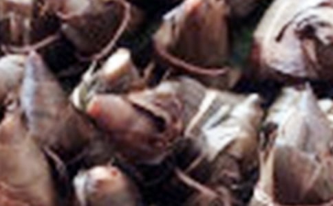 大班语言教案粽子里的故事