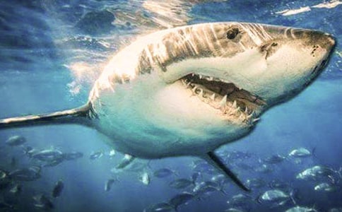 �а����Խ̰���Ц������2ƪ����ѡ��