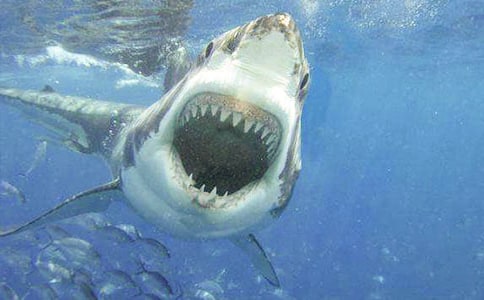 ��Ц��������˼