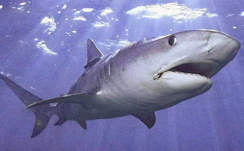 ������Խ̰���Ц������