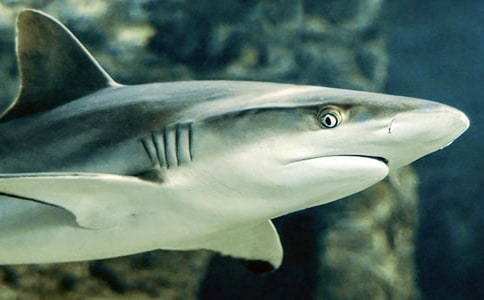 �а����Խ̰���Ц������