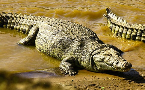 祭鳄鱼文原文及赏析