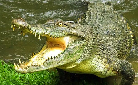 ��������������̰�