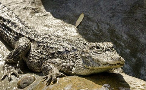 ��������ԭ�ķ��뼰����