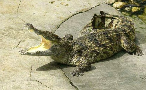 �а������������½̰�